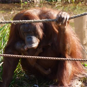 Bornean Orangutan, Chinta, and infant, 9 March 2014