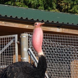 Red Necked Ostrich booming, 9 March 2014