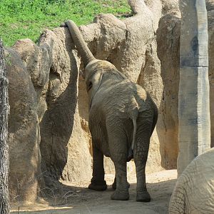 Giants of the Savanna - Tembo Udango (Primary African Elephant Exhibit)