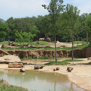 Giants of the Savanna - Tembo Udango (Primary African Elephant Exhibit)