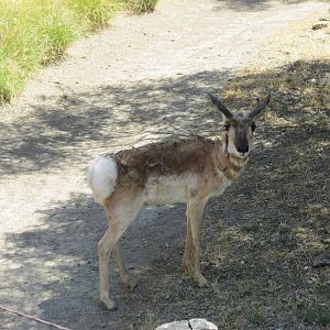 peninsular pronghorn san juan de aragon zoo