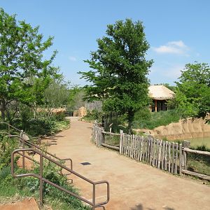 Giants of the Savanna - Tembo Udango (Primary African Elephant Exhibit)