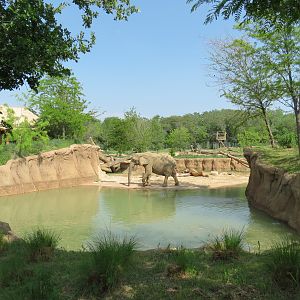 Giants of the Savanna - Tembo Udango (Primary African Elephant Exhibit)