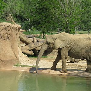 Giants of the Savanna - Tembo Udango (Primary African Elephant Exhibit)