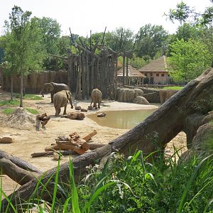 Giants of the Savanna - Tembo Udango (Primary African Elephant Exhibit)