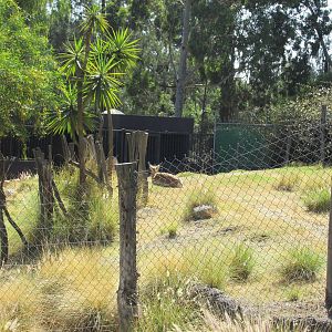peninsular pronghorn exhibit san juan de aragon zoo