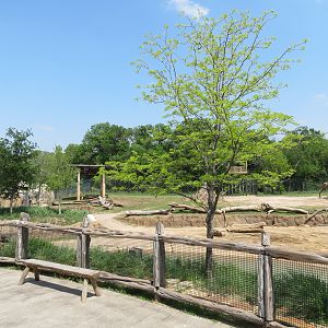 Giants of the Savanna - South Habitat (African Elephant)