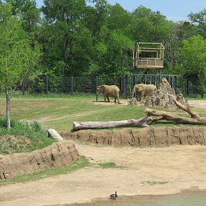 Giants of the Savanna - South Habitat (African Elephant)