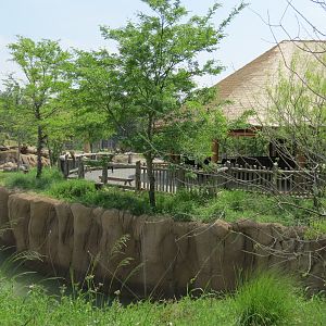 Giants of the Savanna - South Habitat (African Elephant)