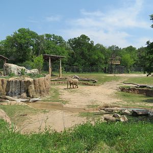 Giants of the Savanna - South Habitat (African Elephant)
