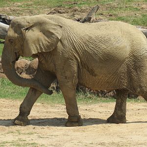 Giants of the Savanna - South Habitat (African Elephant)
