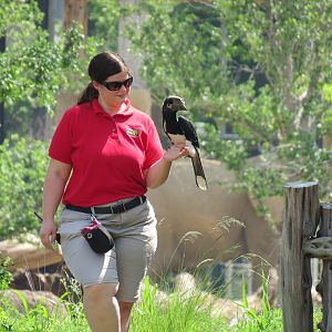 Giants of the Savanna - Viewing Pavilion - Hornbill Free-flight Demonstrati