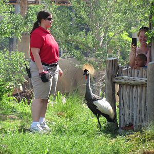 Giants of the Savanna - Viewing Pavilion - Crowned Crane Free-flight Demons