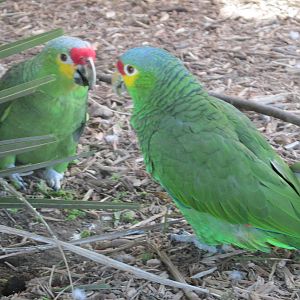 red lored amazon parrot amazona autumnalis san juan de aragon zoo