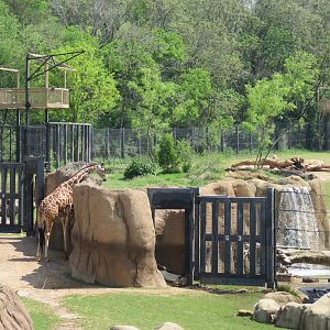Giants of the Savanna - Gates between North and South Habitats