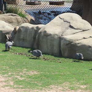 Giants of the Savanna - North Habitat (Mixed Species) - Helmeted Guineafowl
