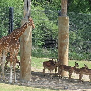 Giants of the Savanna - North Habitat (Mixed Species) - Giraffe and Impala