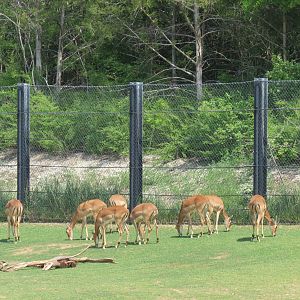 Giants of the Savanna - North Habitat (Mixed Species) - Impala
