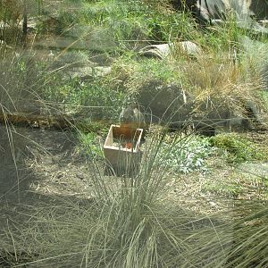 teporingo or volcano rabbit exhibit san juan de aragon zoo