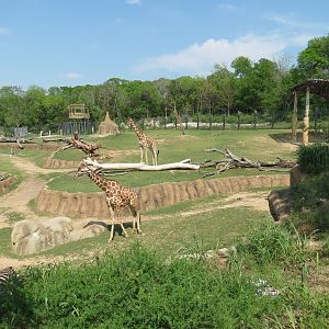 Giants of the Savanna - North Habitat (Mixed Species)