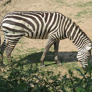 Giants of the Savanna - North Habitat (Mixed Species) - Zebra