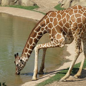 Giants of the Savanna - North Habitat (Mixed Species) - Giraffe