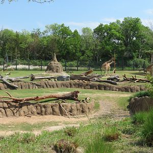 Giants of the Savanna - North Habitat (Mixed Species)