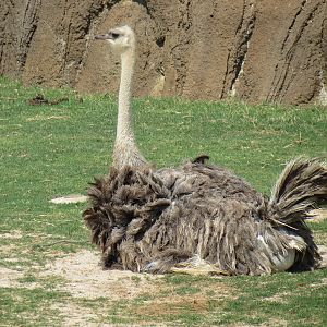Giants of the Savanna - North Habitat (Mixed Species) - Ostrich