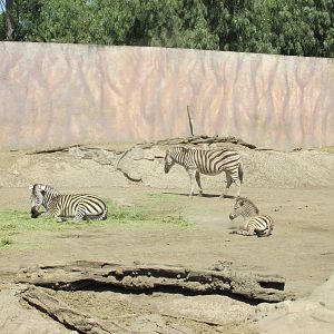 grant`s zebra san juan de aragon zoo