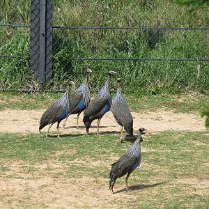 Giants of the Savanna - North Habitat (Mixed Species) - Vulturine Guineafow