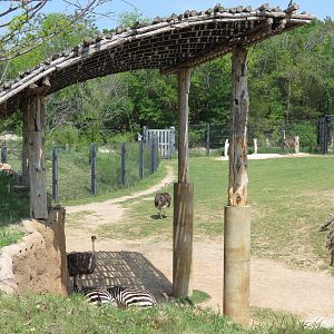 Giants of the Savanna - North Habitat (Mixed Species)