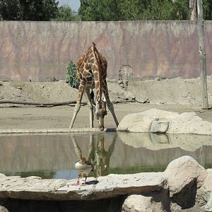 reticulated giraffe san juan de aragon zoo
