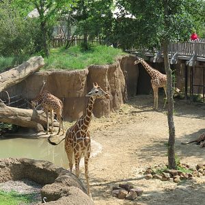 Giants of the Savanna - Giraffe Exhibit