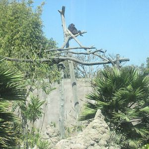 chimpanzee exhibit san juan de aragon zoo