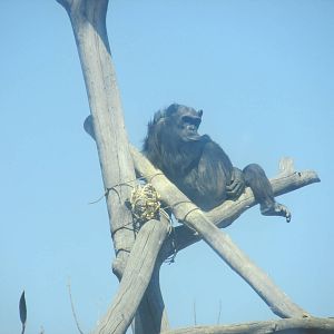 chimpanzee san juan de aragon zoo