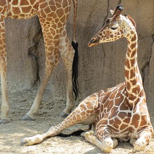 Giants of the Savanna - Giraffe Exhibit
