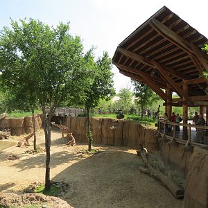 Giants of the Savanna - Giraffe Exhibit