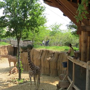Giants of the Savanna - Giraffe Exhibit