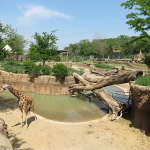 Giants of the Savanna - Giraffe Exhibit