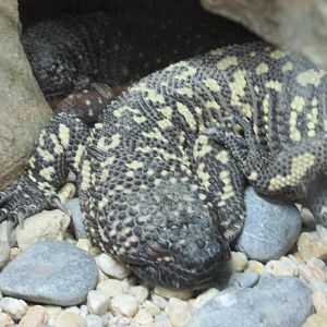 mexican beaded  lizard sanjuan de aragon zoo