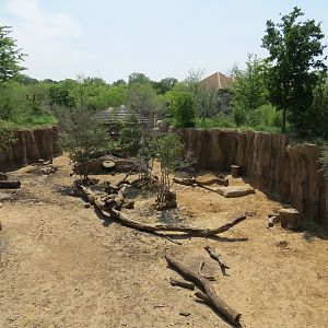 Giants of the Savanna - Donga 1 (Warthog Exhibit)