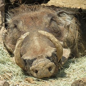 Giants of the Savanna - Donga 1 (Warthog Exhibit)