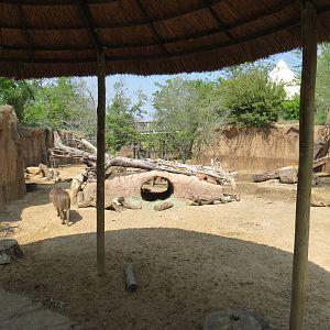 Giants of the Savanna - Donga 1 (Warthog Exhibit)