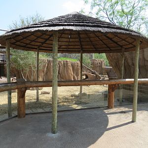 Giants of the Savanna - Donga 2 (Warthog Exhibit)