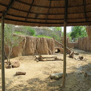Giants of the Savanna - Donga 2 (Warthog Exhibit)