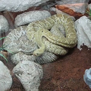rattlesnake croatalus basiliscus san juan de aragon zoo