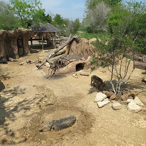 Giants of the Savanna - Donga 2 (Warthog Exhibit)