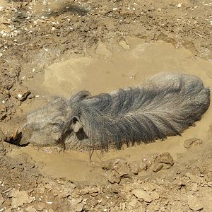 Giants of the Savanna - Donga 2 (Warthog Exhibit)