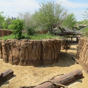 Giants of the Savanna - Donga 2 (Warthog Exhibit)