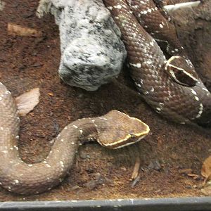 cantil  agkistrodon bilineatus san juan de aragon zoo